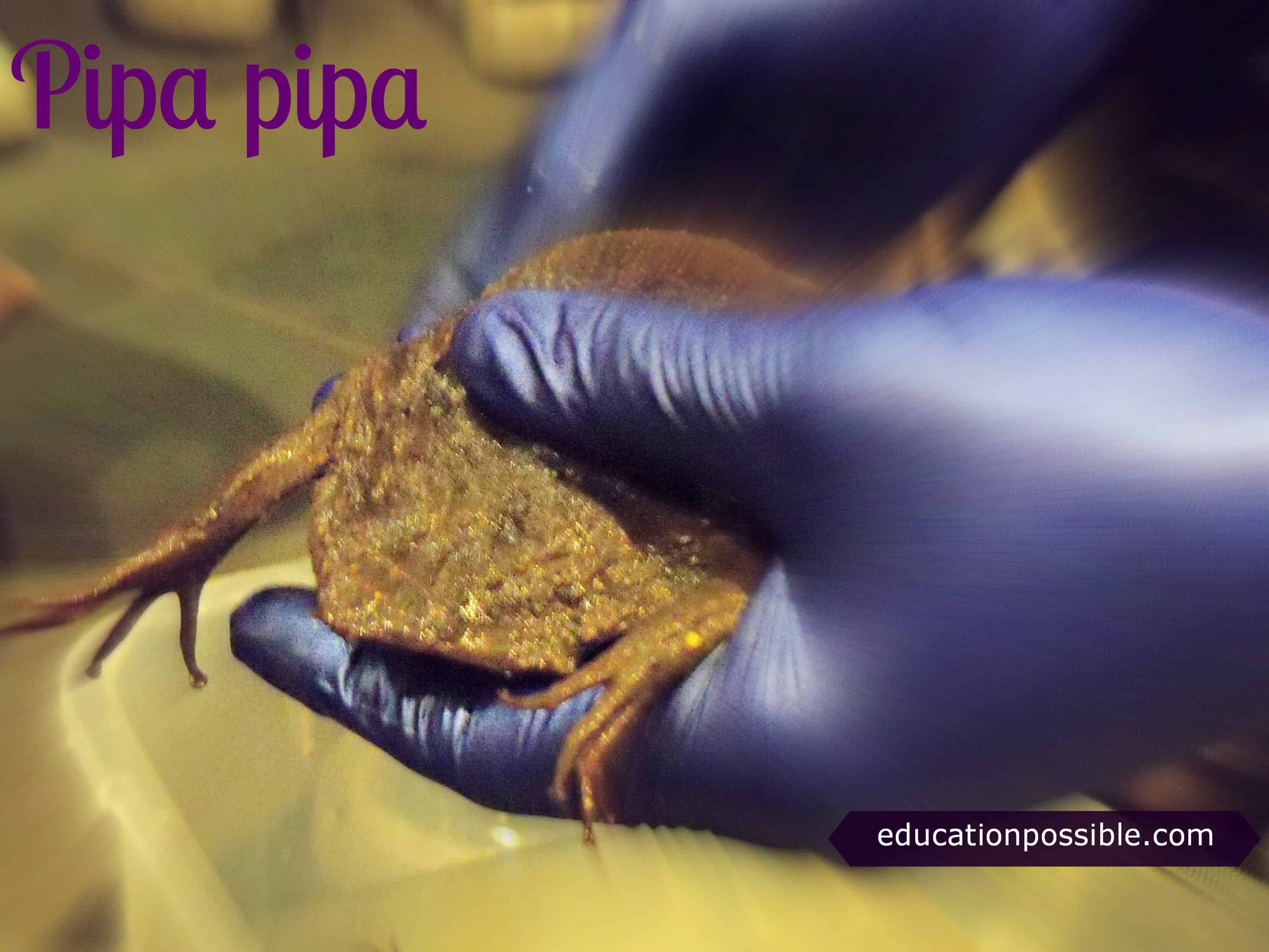 Pipda Insect Bring Science to Life at the Aquarium