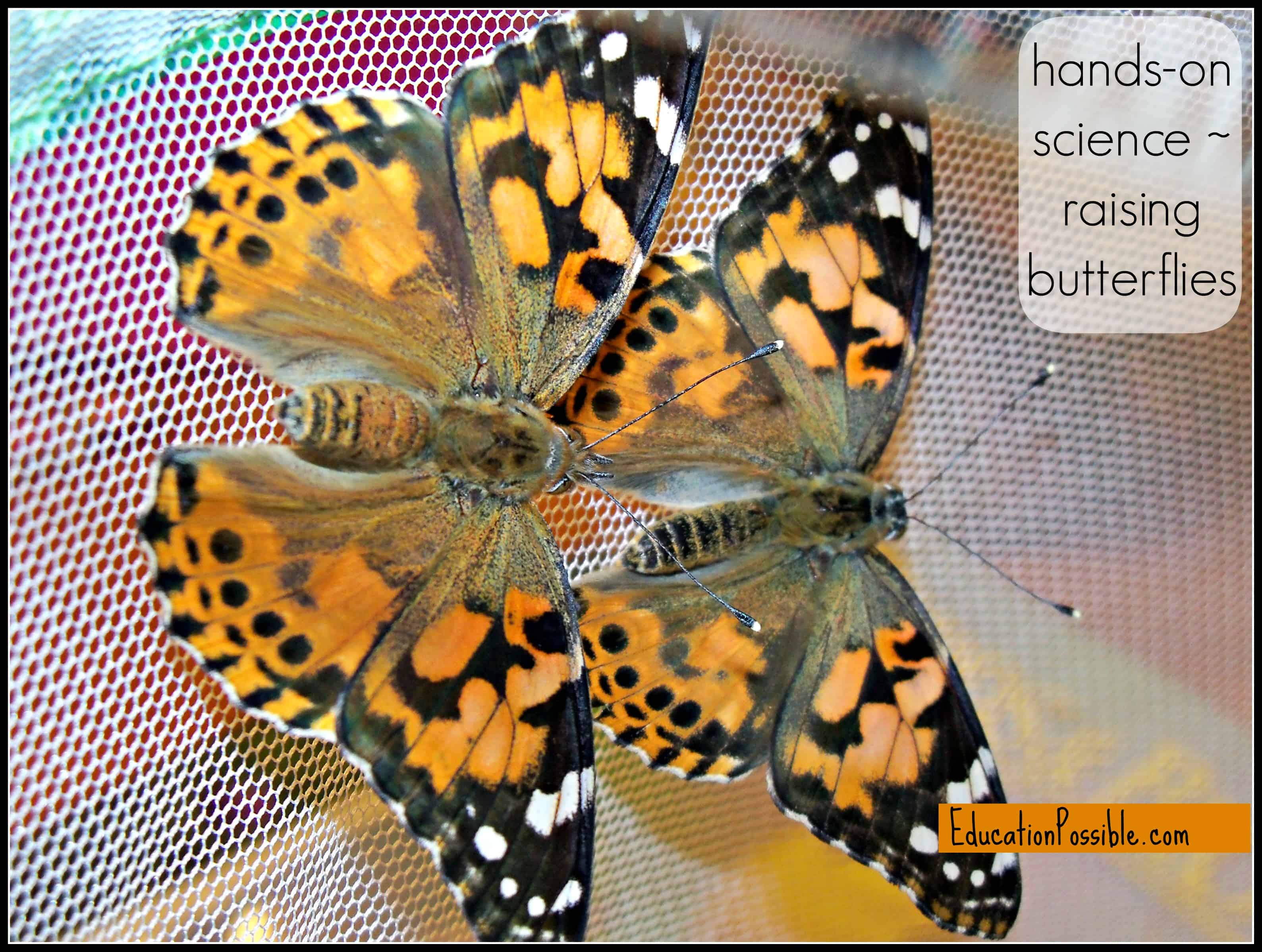 hands on science raising butterflies Education Possible