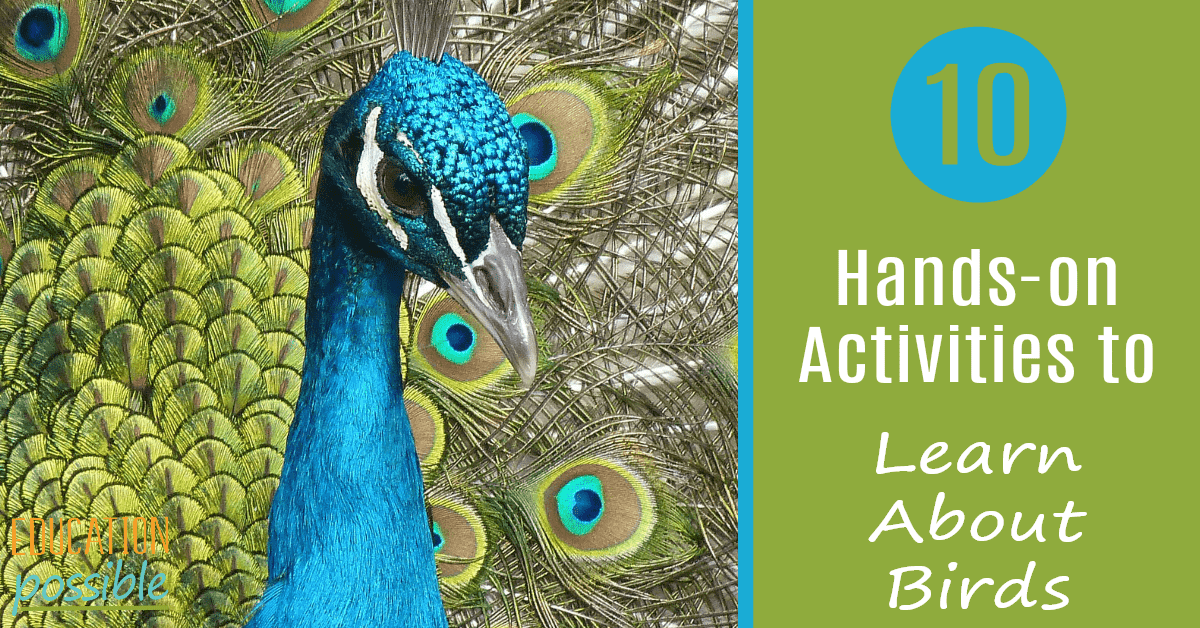 10 Bird Learning Activities for Kids