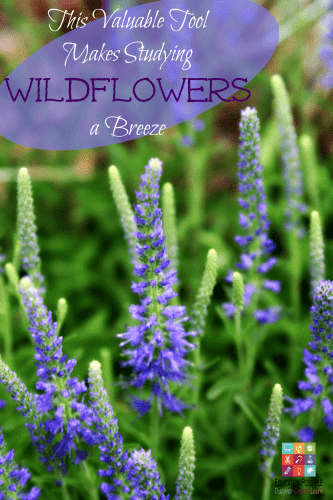 This Valuable Tool Makes Studying Wildflowers a Breeze @Education Possible
