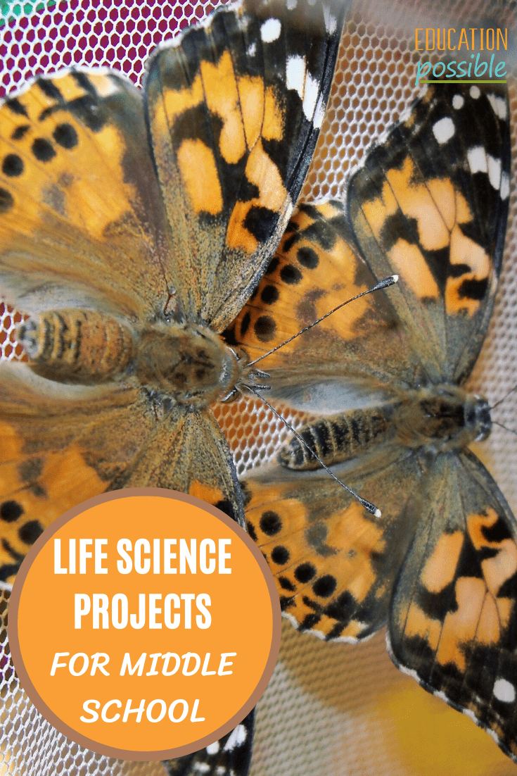 Close up of two painted lady butterflies, orange circle with brown rim on bottom left with white text inside reading Life Science Projects for Middle School