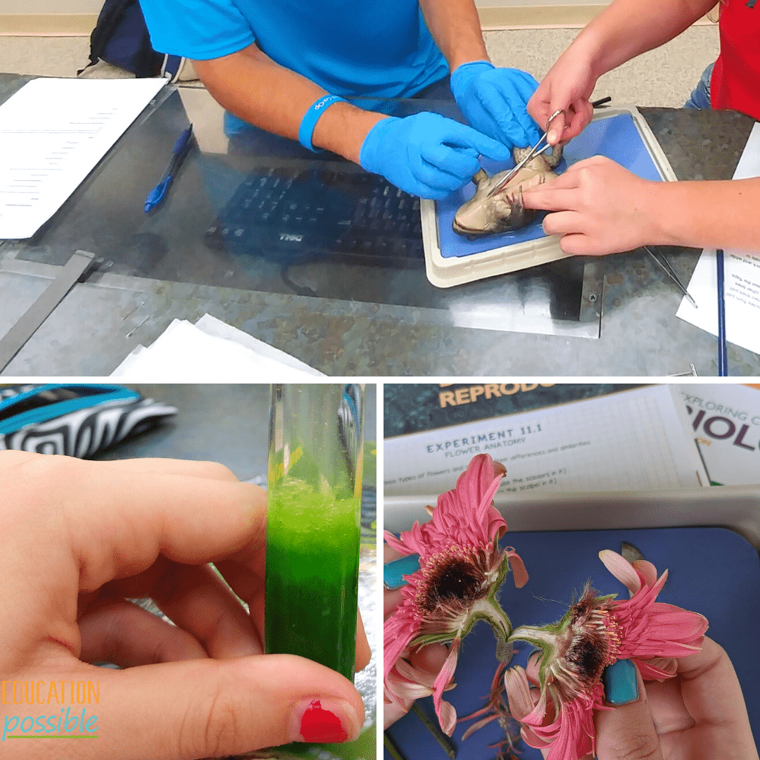 Collage of three images from high school biology class. Top is two students using scissors to cut open the underside of a frog. Bottom left is a hand holding a test tube with green liquid inside. Bottom right is a teen girl's hands holding a split open dark pink gerber daisy.