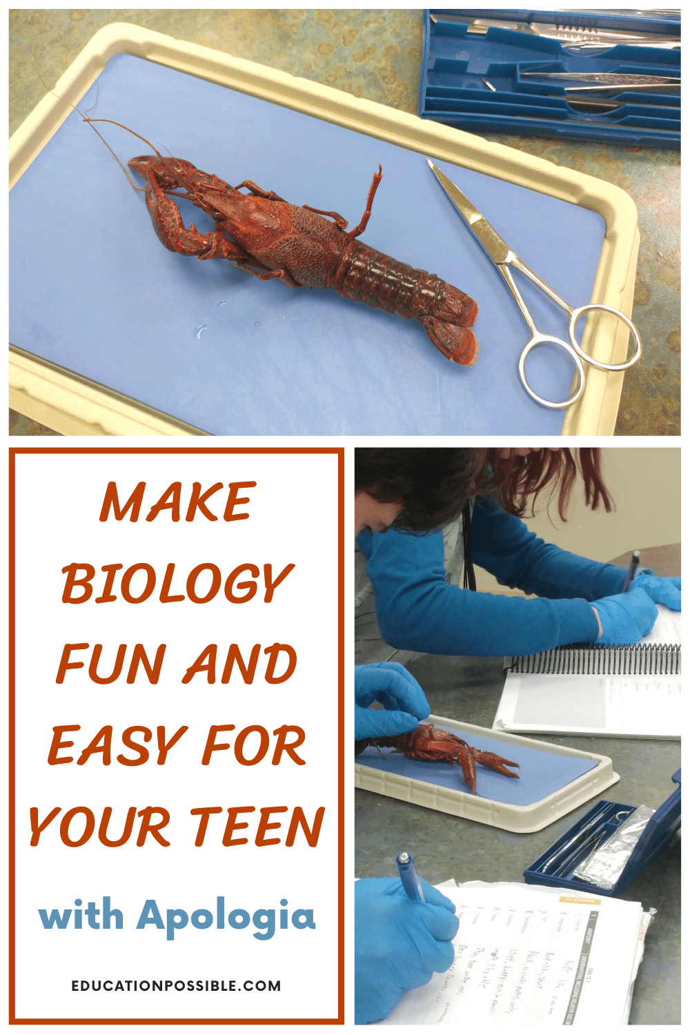 Collage of two images from high school biology class. Top image is a crayfish on a dissecting tray with scissors next to it. Bottom right image is two kids writing in notebooks while inspecting the crayfish.