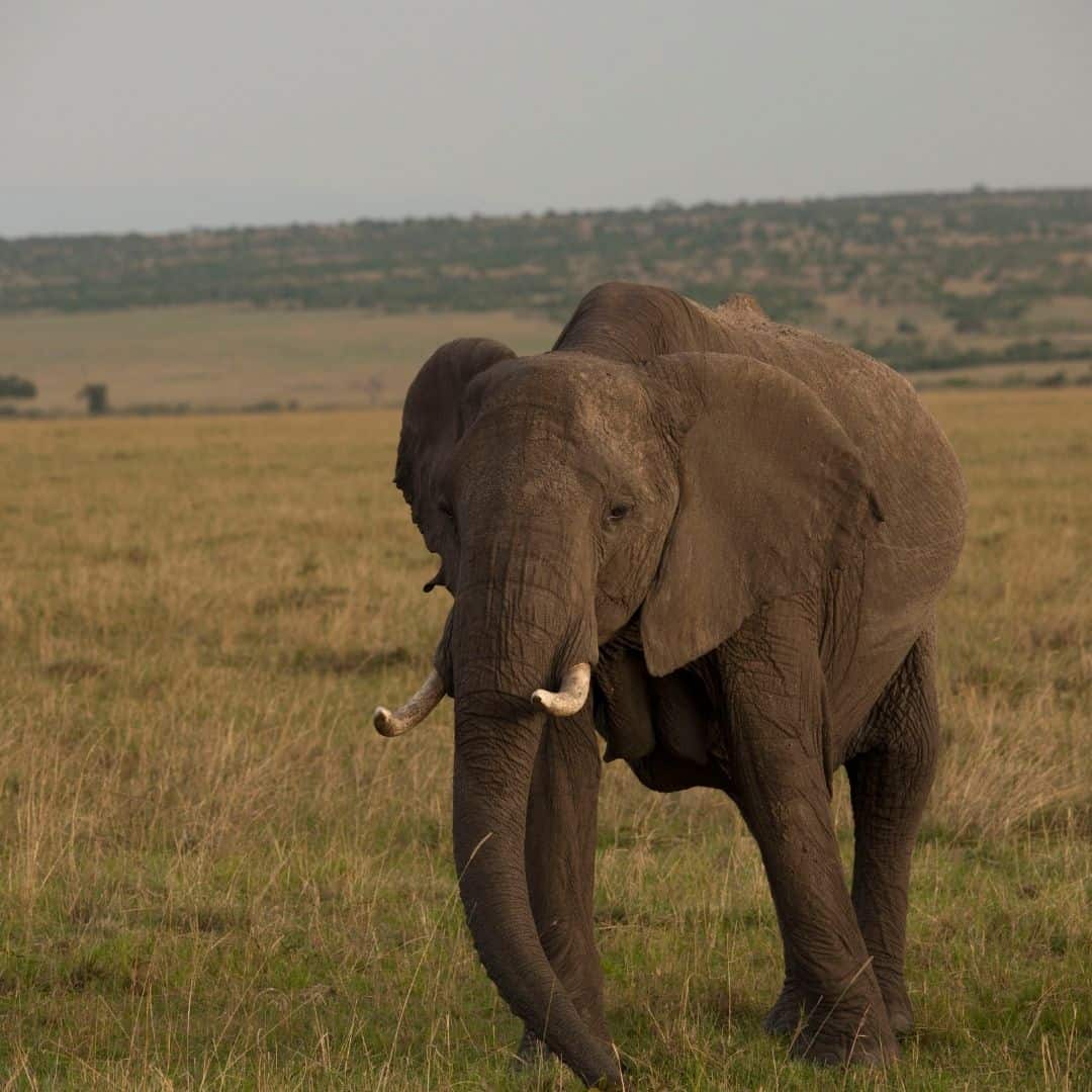 Elephant walking on savannah.