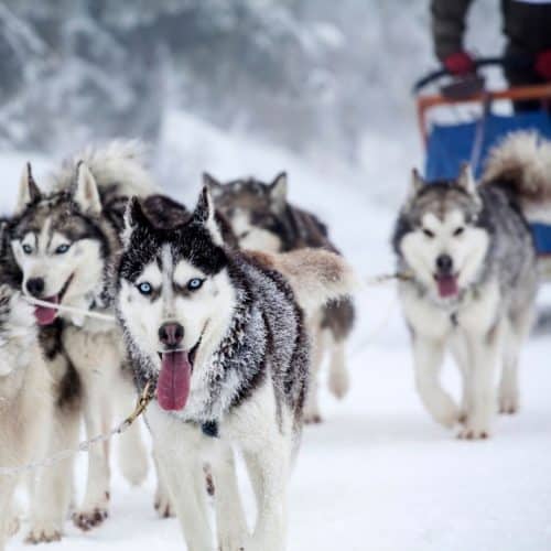 Dog sled in Alaska snow