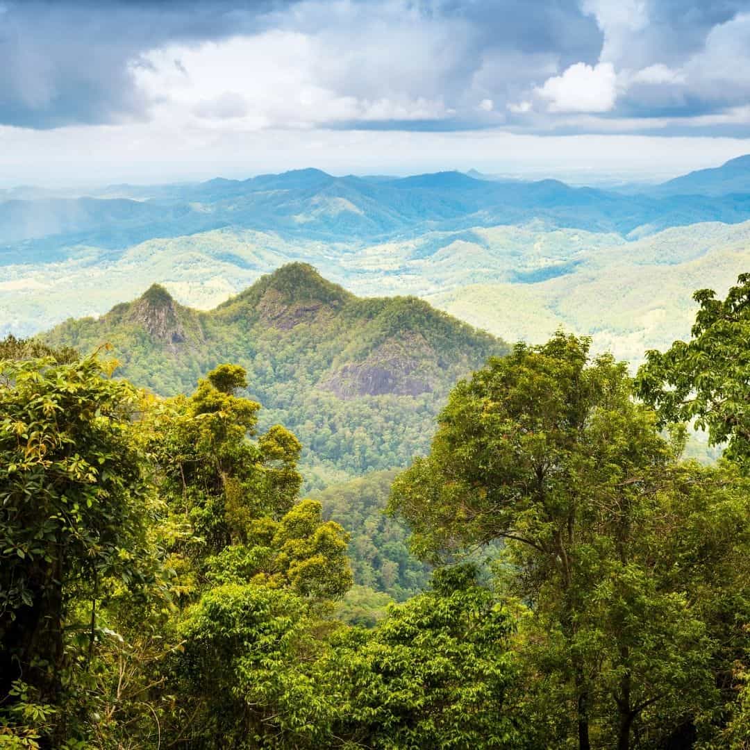 Image of the top of the trees and mountains in the rainforest.