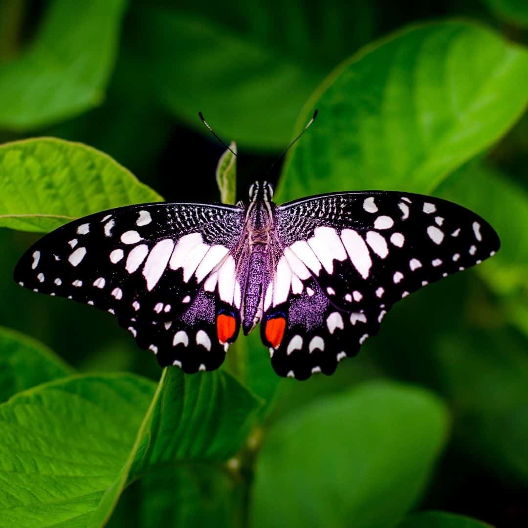 Black butterfly with white, red, and purple spots sitting on a leaf.