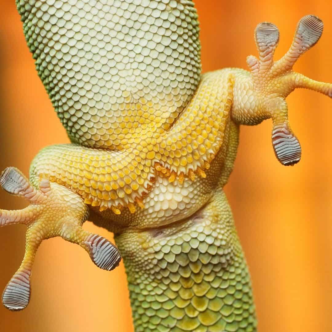Bottom of yellow gecko.