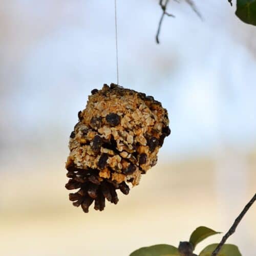 Pine cone covered in peanut butter and bird seed hanging from a tree.