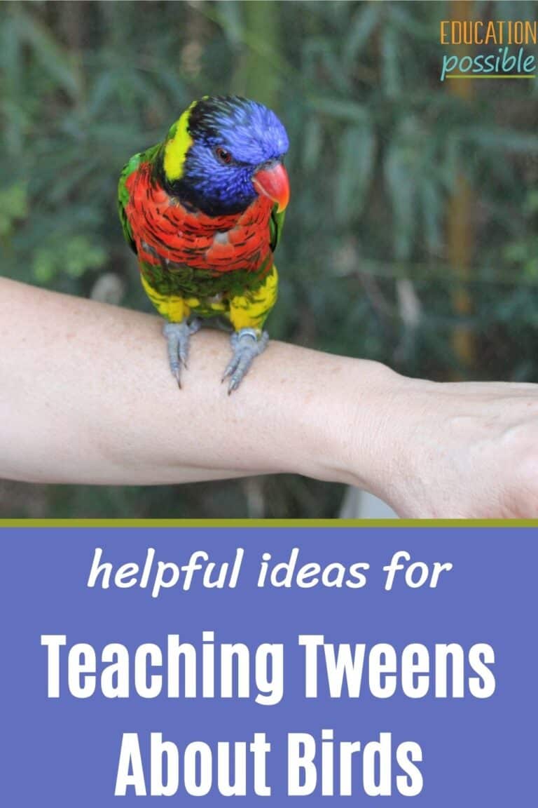 Engaging Ideas For Teaching Kids About Birds