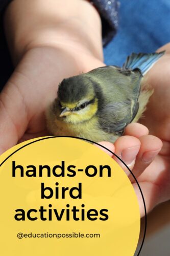 Tween boy's hands holding a grey and yellow bird.