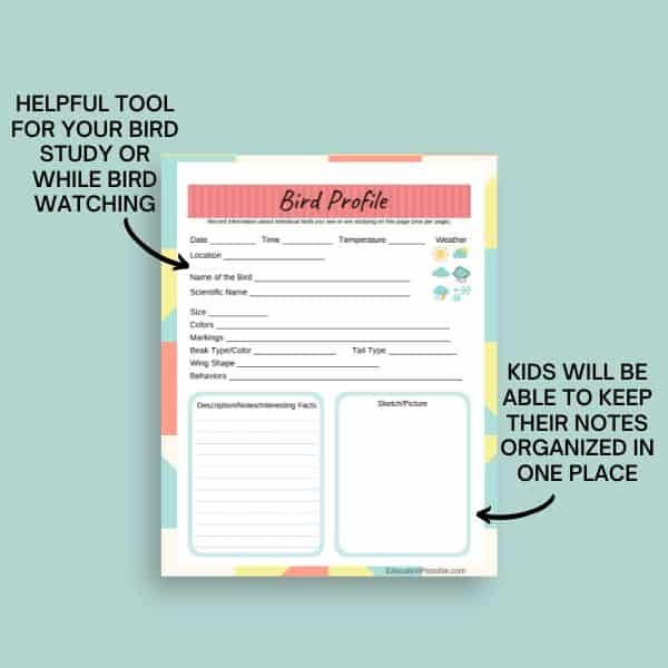 Downloadable bird profile sheet for kids to use during a bird study.