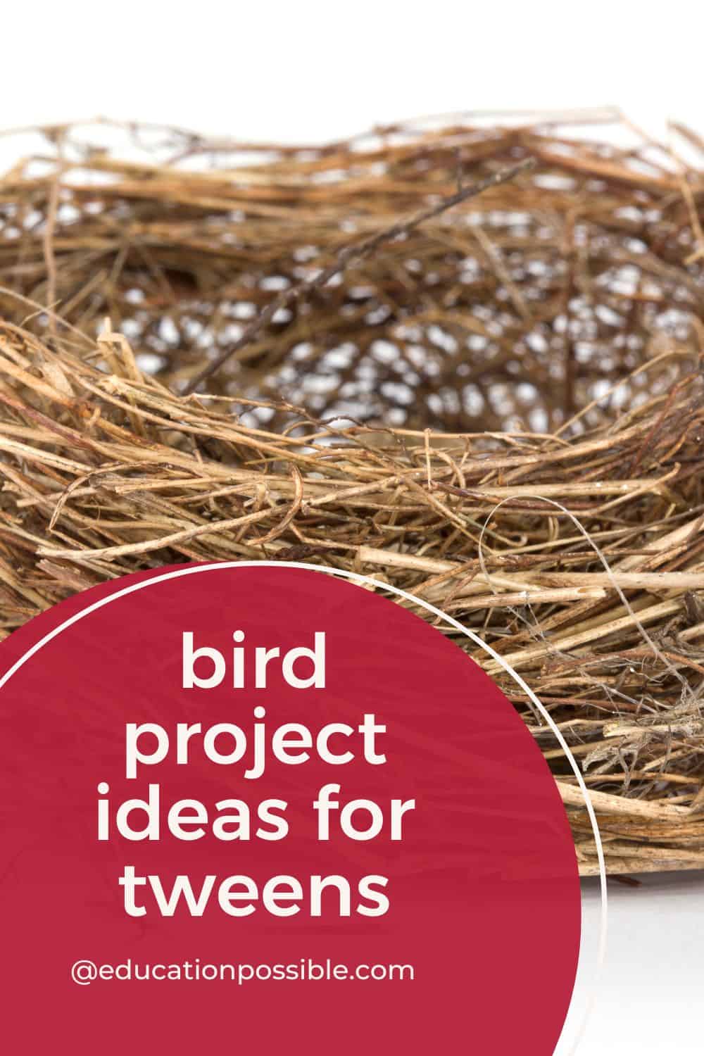 Fun Bird Project Ideas for Tweens