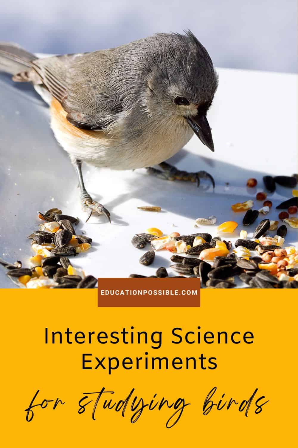 Interesting Bird Experiments for Middle School Science