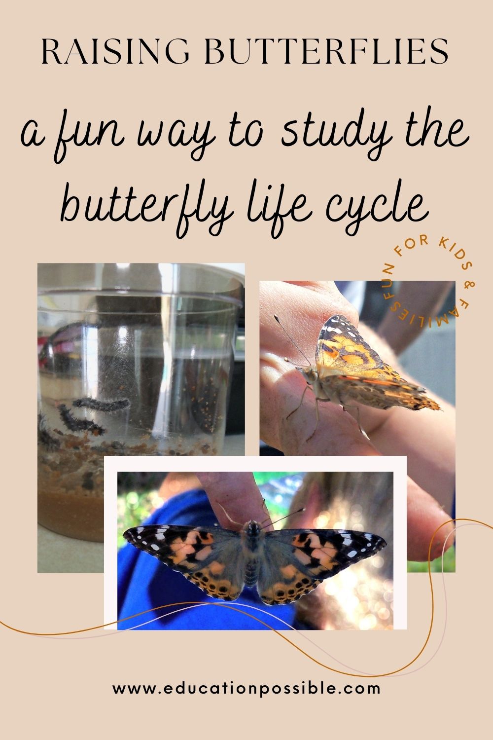 Three images of butterfly life cycle. Caterpillars in a cup and monarch butterflies on a finger.