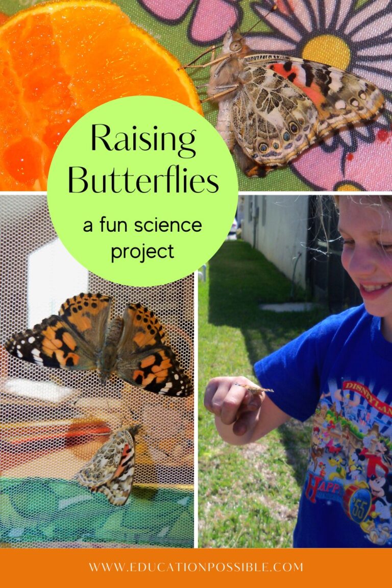 Collage of images of Painted Lady butterflies. Top is standing on an orange slice. Bottom left is 2 butterflies on the side of a mesh cage. Bottom right is a tween girl with one on her finger outside.